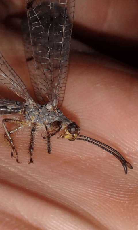 Myrmeleontidae : Distoleon tetragrammicus? S